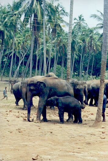 Elefanti al Pinnewala Elephant Orphanage